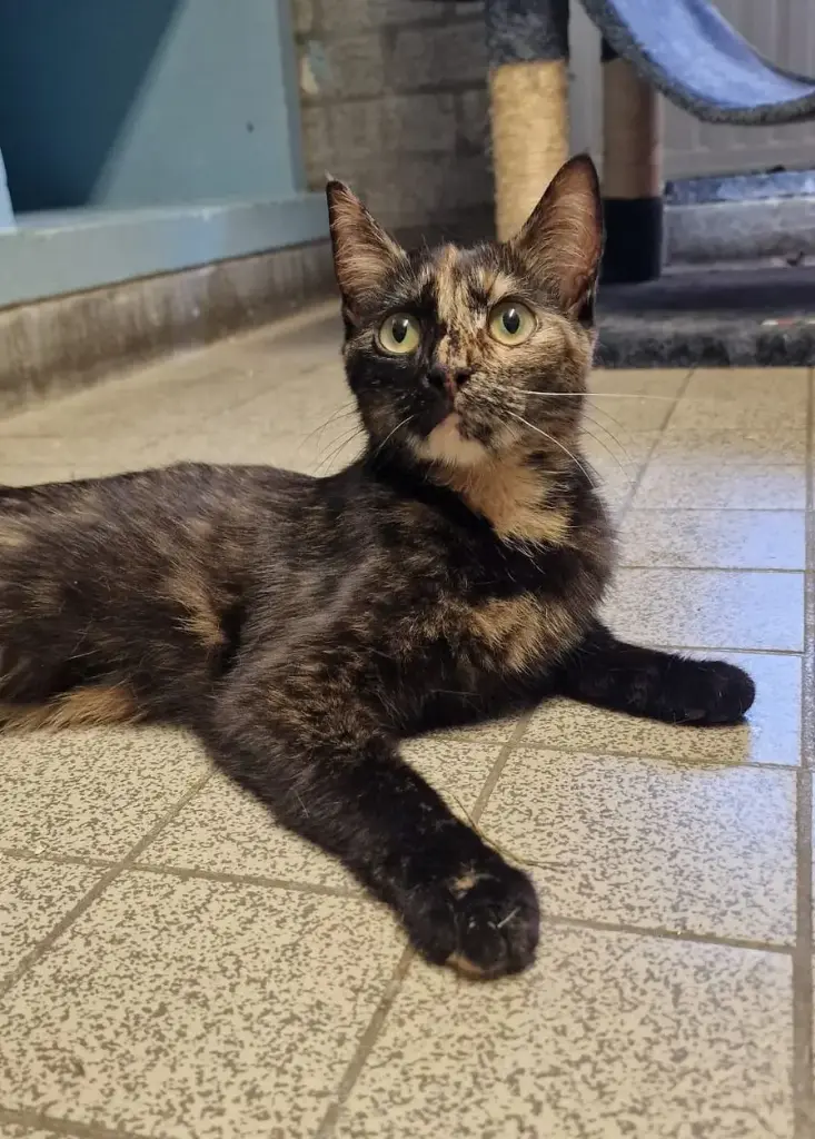 Ella