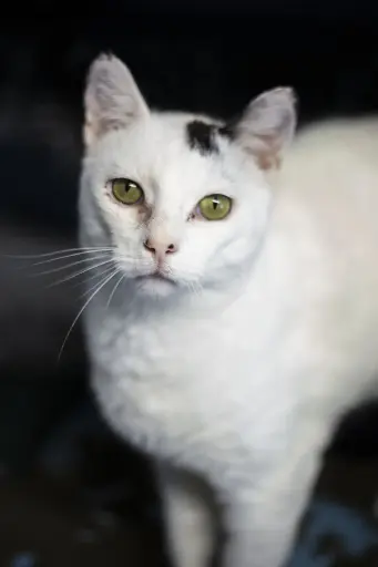 Olaf